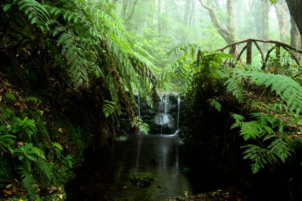 Madeira Island: Green Cauldron Levada Walk - What to Expect on the Hike