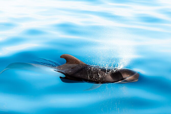 Magic Dolphin Sea Safaris - What to Expect