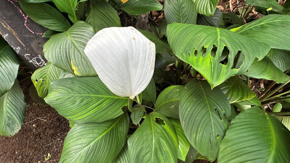 Manoa Falls Ebike to Hike - Regional Cuisine Experience