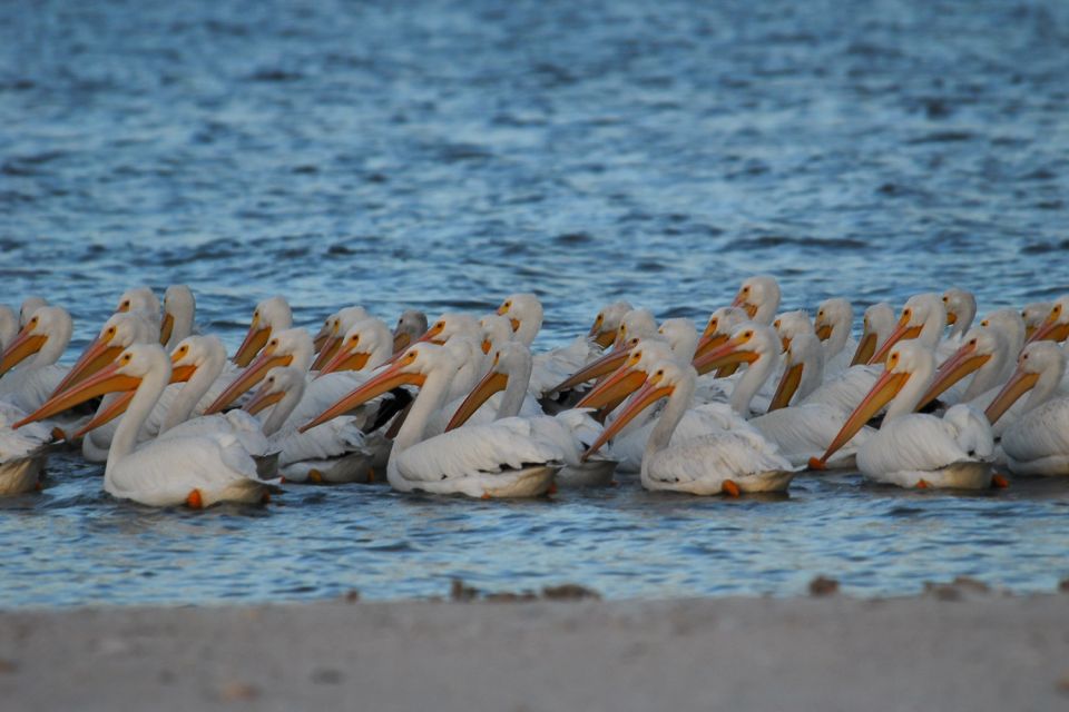 Marco Island: 10,000 Islands Beachcombing Tour by Boat - Getting to the Meeting Point