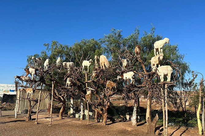 Marrakech to Essaouira / Small Group Day Tour to Essaouira - Accessibility and Travelers