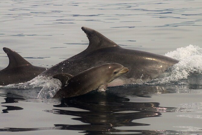 Meet the Lisbon Dolphins - Dolphin Watching in Lisbon - Reviews and Ratings