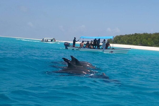 Mnemba Island Snorkeling and Swimming With Dolphin - Exploring the Underwater World