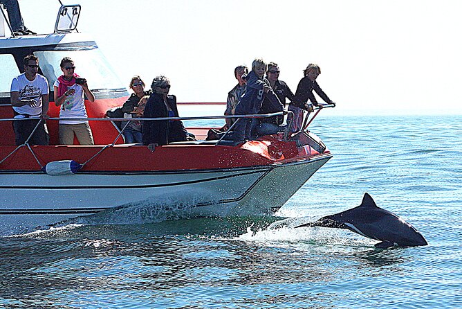 Mola Mola Marine Dolphin Cruise From the Walvis Bay Waterfront to Pelican Point - Abundant Wildlife Sightings