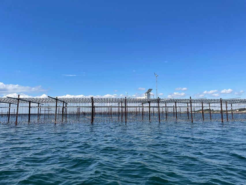 Montpellier: Half-Day Wine Tour With Lunch - Visiting the Oyster Farm