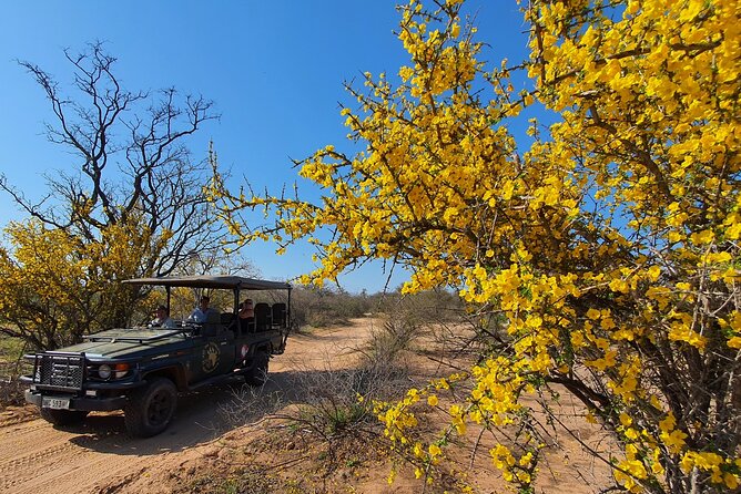 Morning Game Drive Safari Near Hoedspruit - Booking and Confirmation