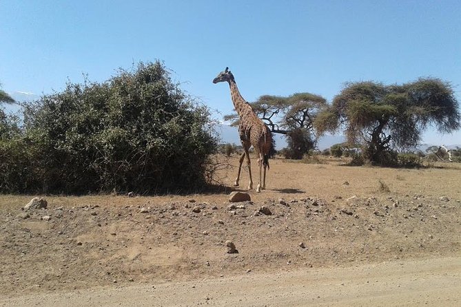 Nairobi National Park, Giraffe Center & Karen Blixen Museum - Included Transportation and Amenities