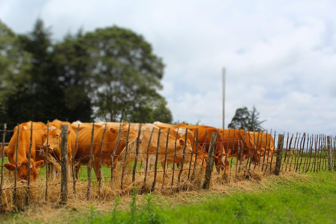 Nairobi to Kiambethu Tea Farm Tour - Farm-Fresh Lunch and Tea