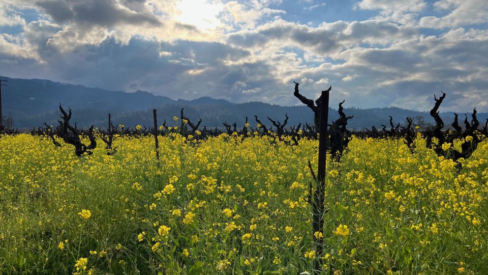 Napa/Sonoma: Guided Tour for Cycling Enthusiasts - Pickup and Drop-off