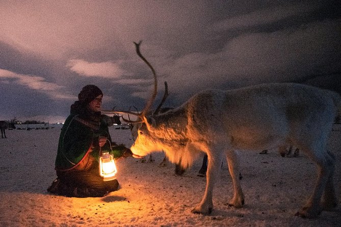 Night Reindeer Sledding With Camp Dinner and Chance of Northern Lights - Chance of Northern Lights