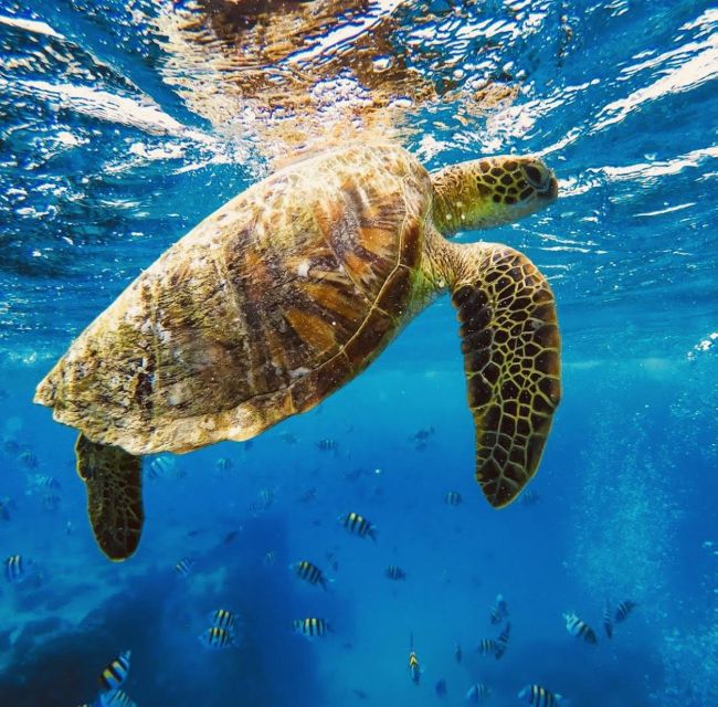 Oahu : Waikiki Sailing Turtle Snorkeling in Small Groups - Cancellation Policy