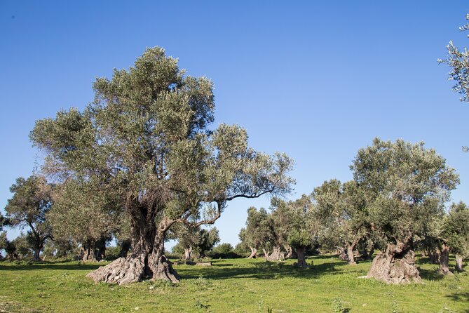 Olive Oil Tasting Under the Shades of Olive Trees / Crete - Dietary Accommodations