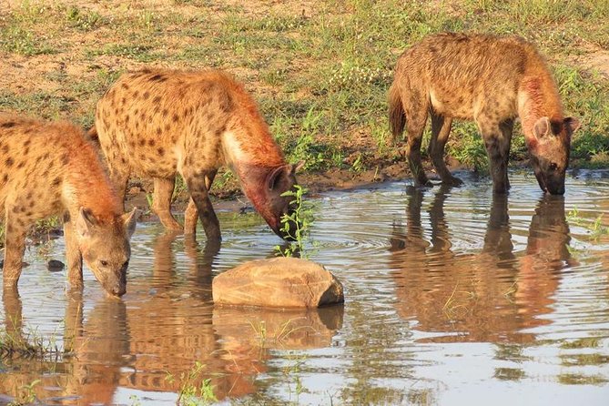 Open Vehical Safari in Kruger National Park Half Day - Highlights of the Majestic Ecosystem