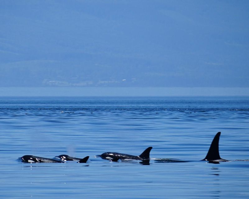 Orcas Island: Orca Whales Guaranteed Boat Tour - Cancellation and Refund Policy