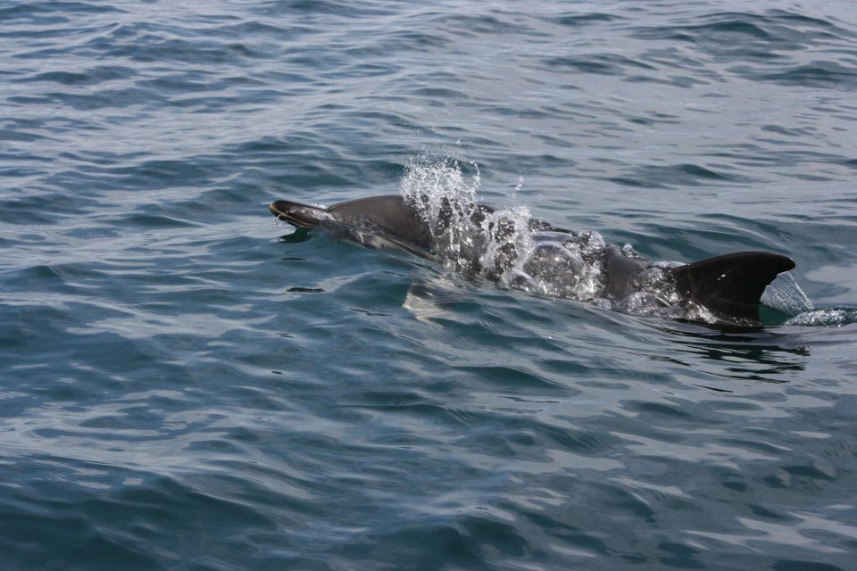 Padstow: Guided RIB Sealife Safari - Visiting Nearby Attractions