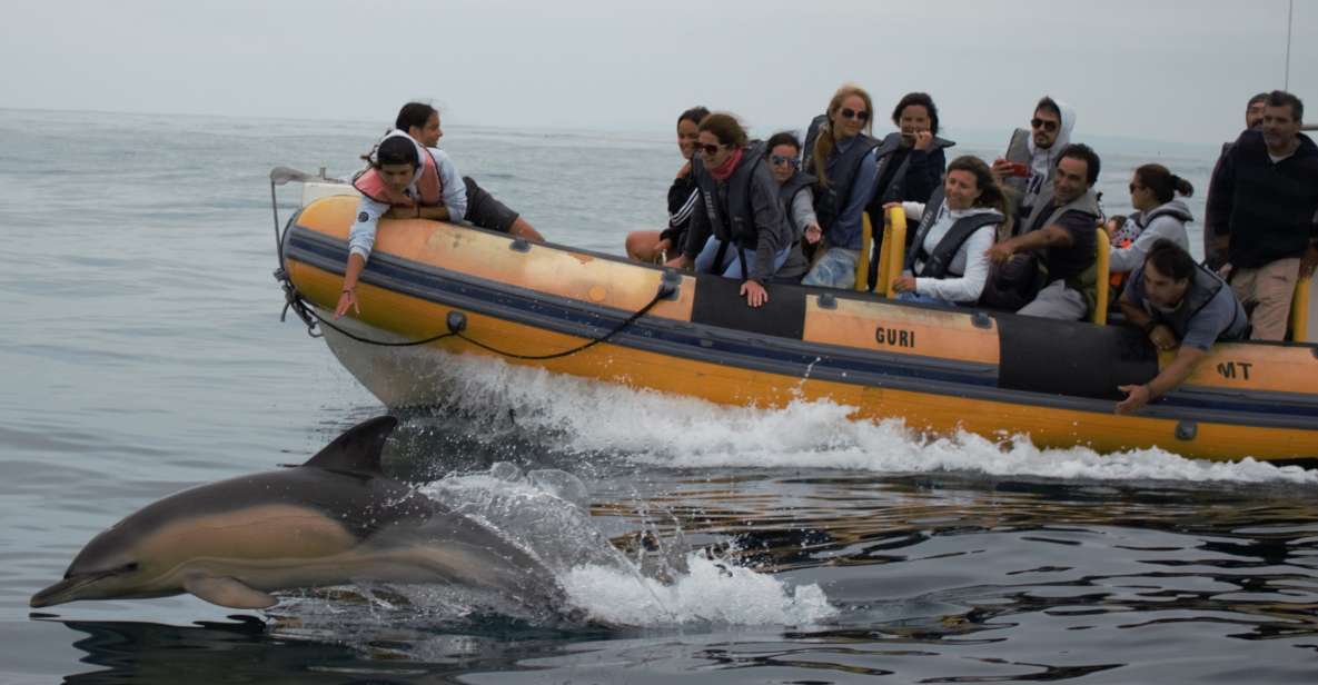 Peniche: Dolphin Route Boat Trip - Preparation and Disclaimers