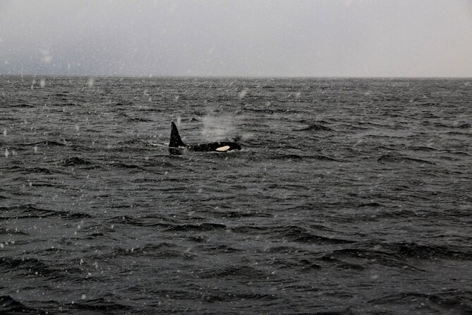 Polar Whale Safari From Tromsø - Native Wildlife Spotting