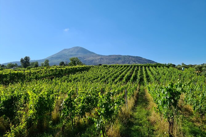 Pompeii Guided and Trip to Two Wineries With Lunch - Logistics and Inclusions