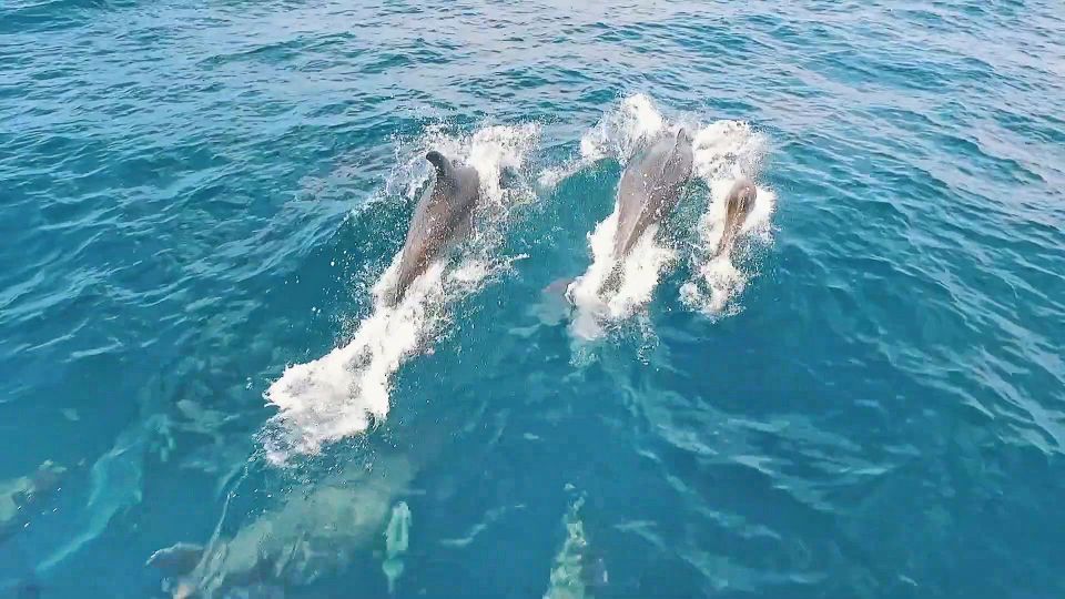 Portimão: Benagil Sea Caves Speedboat Adventure Tour - Starting Point and Meeting