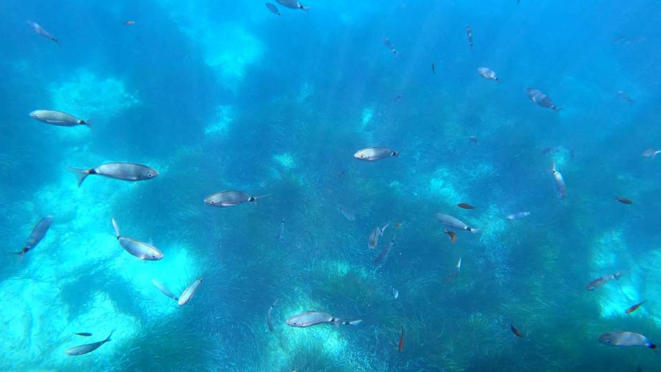 Porto: Discovery of the Marine Fauna and Flora/Bay of Porto - Air-Conditioned Boat Experience