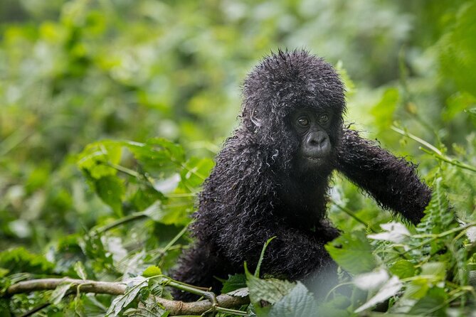 Private 3 Day Gorilla Trekking Safari in Uganda - Logistical Information and Considerations