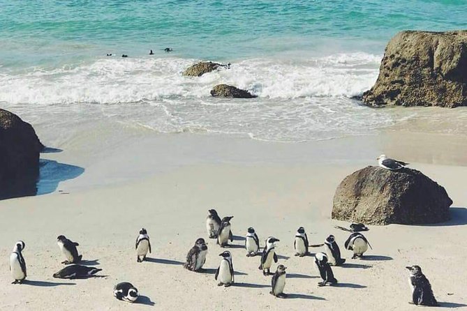 Private Cape Peninsula Tour - Private Tour Experience