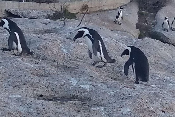 Private Cape Point Penguins Tour - a Full Day of Exploring the Cape Peninsula - Visit the Southwestern Most Point of Africa