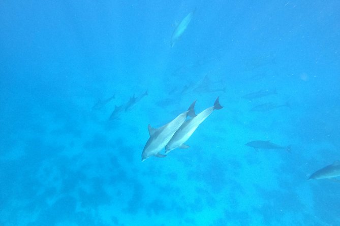 Private Dolphin Watching And Snorkeling Tour - Inclusions and Exclusions