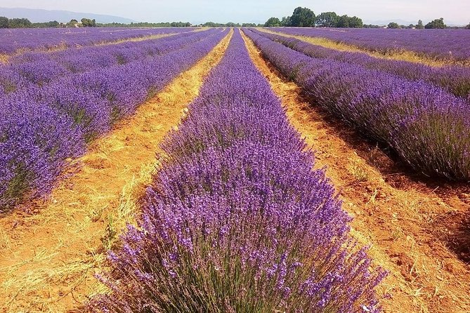 Provence Lavender Full Day Tour From Avignon - Transportation by Air-Conditioned Minivan