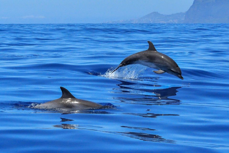 Puerto Colon: Dolphin & Whale Watching Cruise W/ Masca Stop - Important Booking Information