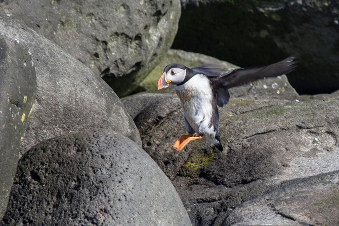 Puffin Cruise With Expert Tour Guide From Reykjavik - Engaging Commentary From Expert Guide