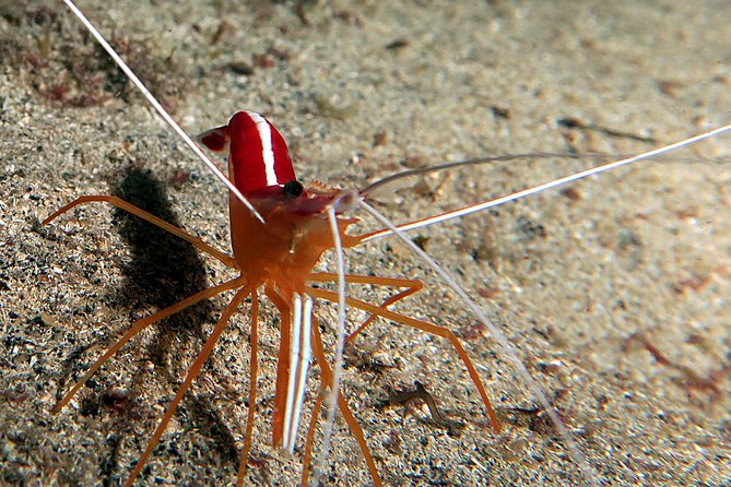 RECREATIONAL DIVE (Certified Divers Only) : Explore Canarian Sealife - Exploring the Underwater World