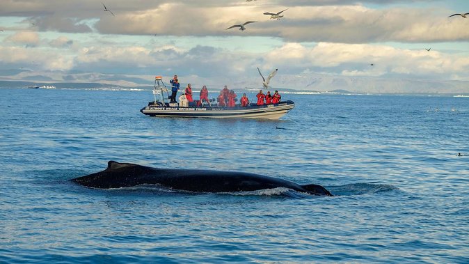 RIB Whale Watching Small-Group Boat Tour From Reykjavik - Safety and Accessibility