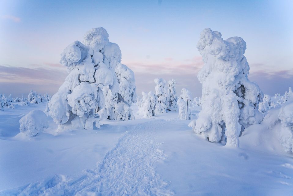 Rovaniemi: Riisitunturi National Park Day Trip With Lunch - Campfire Experience