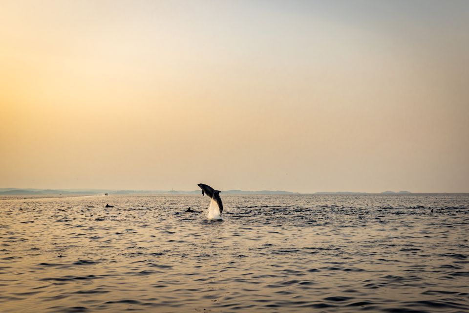 Rovinj: Sunrise Dolphin-Watching Speedboat Tour - Pickup and Drop-off Locations