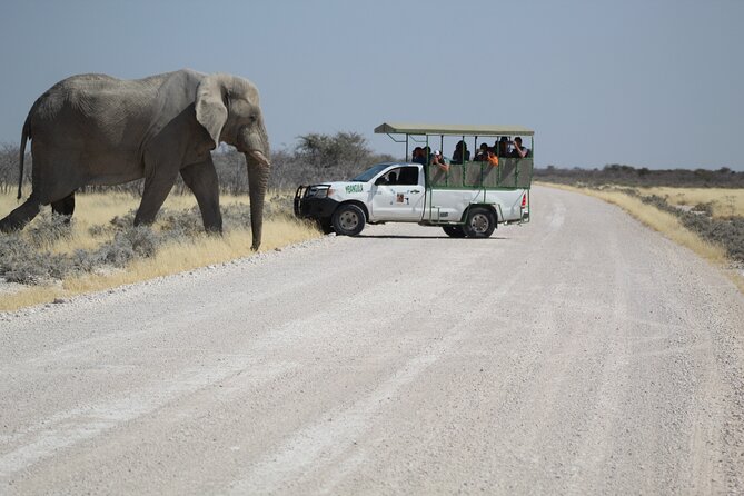 Safari in Etosha National Park With Professional Tour Guides Born in Etosha. - Inclusions and Meeting Points