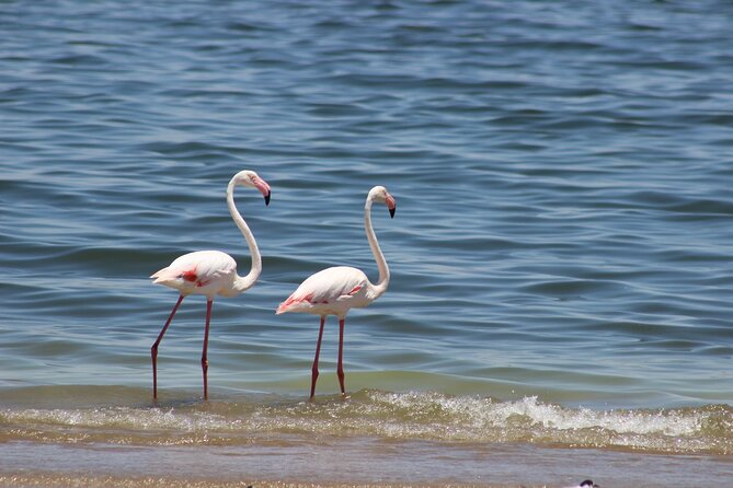 Sandwich Harbour Scenic Excursion - For The Cruise Ships - Important Information