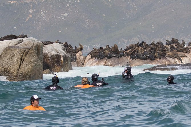 Seal Snorkeling With Animal Ocean in Hout Bay - Traveler Limitations