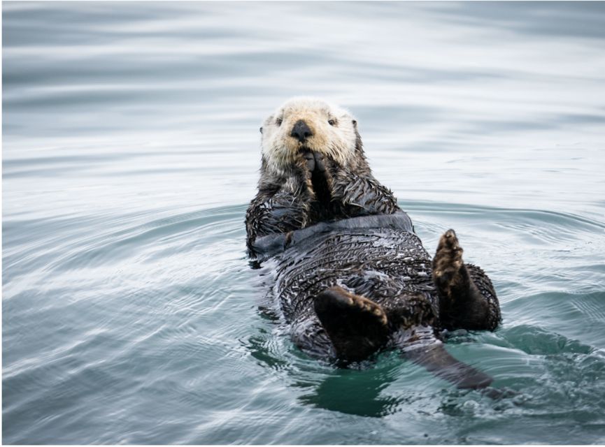 Seward: Kenai Fjords National Park 6-Hour Cruise - Booking and Cancellation