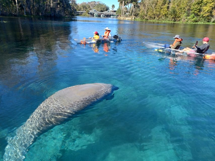 Silver Springs: Manatees and Monkeys Clear Kayak Guided Tour - Age Restrictions