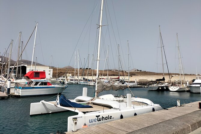 Small Group Dolphin Sunset Tour on Electric Catamaran Lanzarote - Tour Operator