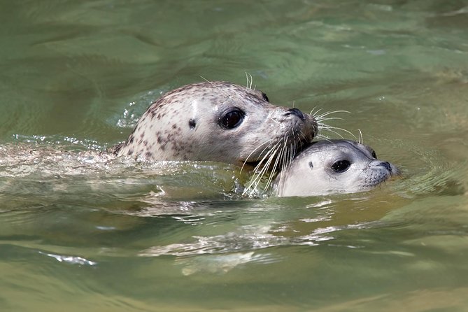 Snorkel, Kayak, and Seal Adventure: Vancouver Boat Tour - What to Expect on the Tour