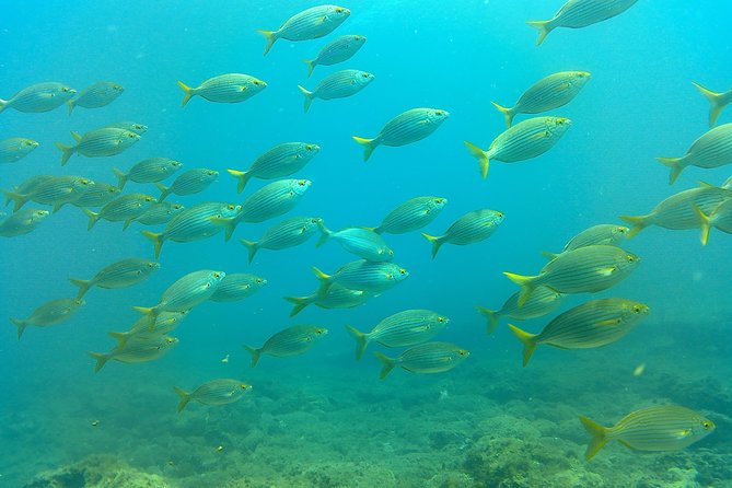 Snorkeling in Gran Canaria With Hotel Pick-Up - Accessibility and Fitness Level