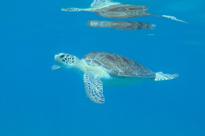 St Thomas Kayak and Sea Turtle Snorkel Excursion - Snorkeling With Sea Turtles