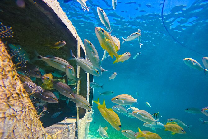 Suncay Sunken Sculpture Snorkel & Iguana Encounter With Lunch - Physical Fitness and Medical Conditions