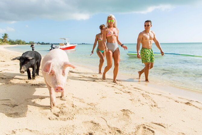 Swimming Pigs of Rose Island & Sea Turtle Viewing Group Tour - Cancellation Policy