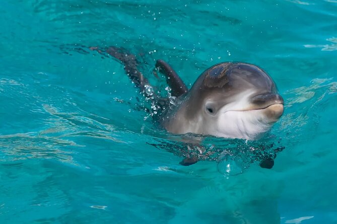 Swimming With Dolphin in Red Sea Adventure With Lunch - Hurgada - Reviews and Ratings