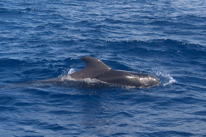 Tenerife Whale Watching and Snorkeling Yacht Trip - Highlights of the Yacht Trip