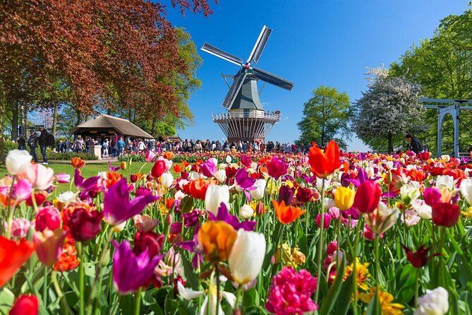 Tour to Keukenhof, Tulip Farm and Windmill Cruise From Amsterdam - Experience Tulip Farming