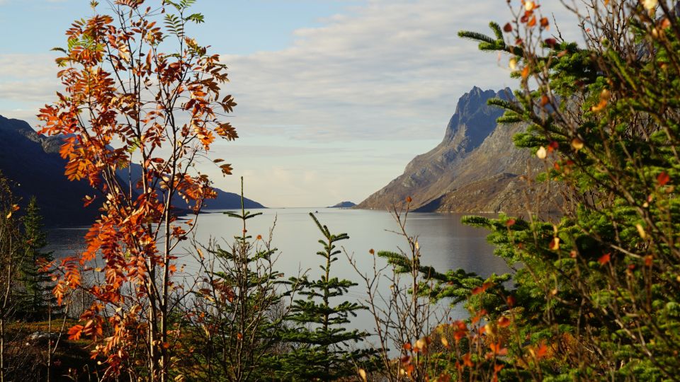 Tromsø: Fjord Sightseeing in a Tesla X Luxury Electric Car - Scenic Vistas